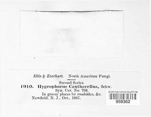 Hygrocybe cantharellus image